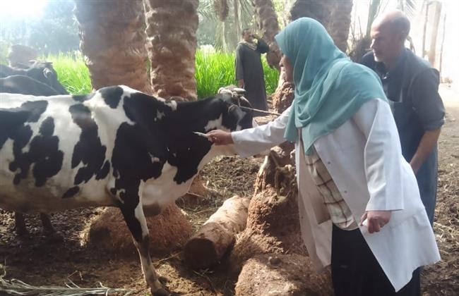 محافظة الجيزة: تحصين 227 ألف رأس ماشية ضمن الحملة القومية للتحصين ضد مرضي الحمى القلاعية والوادي المتصدع 