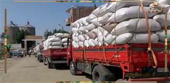 استمرار أعمال توريد القمح ببني سويف.. و346 ألفًا طنًا إجمالي الكميات المُستلمة منذ بداية الموسم 