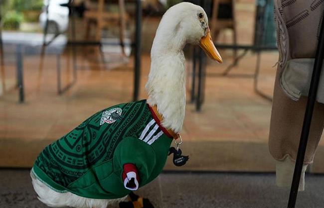 كأس العالم 2026.. البطة "ميرلين" تخطف الأضواء بقميص المكسيك في المونديال  