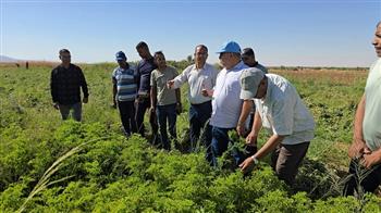 "زراعة الوادي الجديد": بدء حصاد النباتات الطبية والعطرية بمركز بلاط