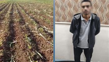 الداخلية تكشف ملابسات فيديو إتلاف محصول زراعي بالبحيرة وتضبط المتهم