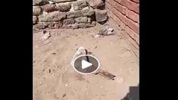  الأجهزة الأمنية تكشف حقيقة العثور على قدم بشرية بجوار مقابر الدقهلية 