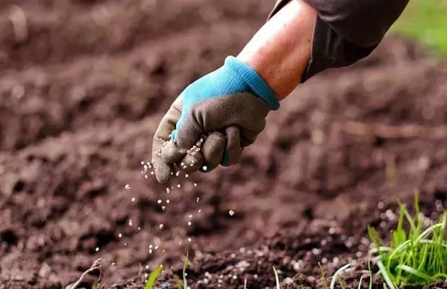 "الزراعة": توفير وتوزيع الأسمدة المدعمة مستمر بالكامل دون أي تغيير أو مساس للحصص
