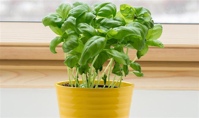 نباتات طبيعية تساعدك على طرد الأبراص من منزلك.. منها النعناع