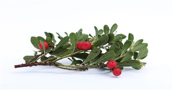 فوائد عشبة عنب الذئب
