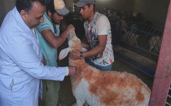 محافظ المنيا : تحصين 127 ألف رأس ماشية ضد الحمى القلاعية والوادى المتصدع