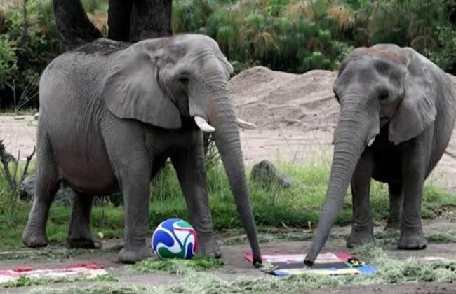 حيوانات مكسيكية تتوقع نتائج مباريات كأس العالم .. مفاجأة
