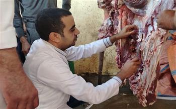 الطب البيطري بسوهاج يُعدم عجلًا جاموسيًا مصابًا بالساركوسيست داخل مجزر الصلعا