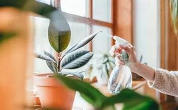 بسبب الحر .. إشارات تنذر بموت النباتات المنزلية ونصائح لإنقاذها