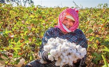 القطن المصري يعود للصدارة.. الذهب الأبيض ذو السمعة العالمية يغزو الأسواق بزيادة المساحة المزروعة