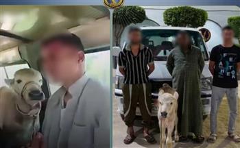 الداخلية تكشف حقيقة فيديو تحميل رأس ماشية داخل ميكروباص.. والمتهمون: "صورناه على سبيل المزاح"