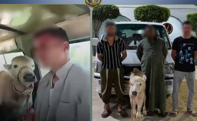 الداخلية تكشف حقيقة فيديو تحميل رأس ماشية داخل ميكروباص.. والمتهمون: "صورناه على سبيل المزاح"