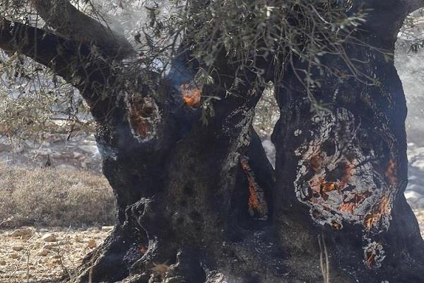 الاحتلال الإسرائيلي يحرق عشرات أشجار الزيتون غرب رام الله