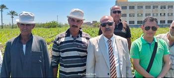"زراعة دمياط": التوسع في محصول الذرة وزراعة 1600 فدان حتى الآن