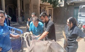 محافظ أسيوط: علاج أكثر من 2800 حالة ماشية وطيور بقافلة بيطرية مجانية بقرية المشايعة بالغنايم لدعم صغار المربين