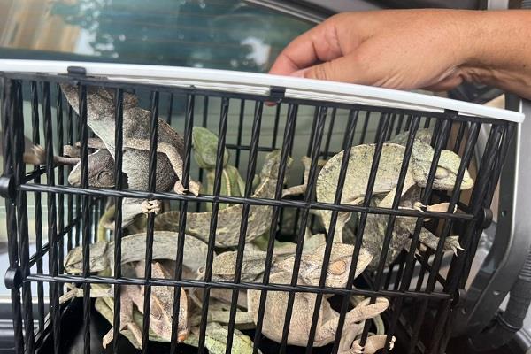 وزيرة التنمية والبيئة تعلن ضبط 10 حرابي وسلاحف برية واتخاذ الإجراءات القانونية حيال المخالفين