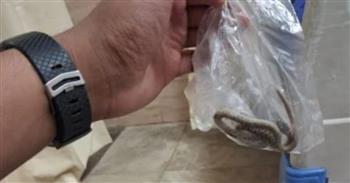 شاب يحمل الثعبان إلى المستشفى بعد أن لدغه.. واقعة غريبة في نجع حمادي