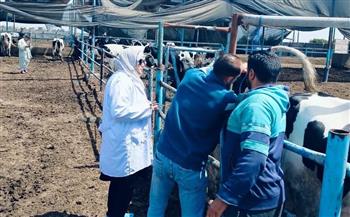 فحص 2461 رأس ماشية ضد البروسيلا والسل البقري بالشرقية 