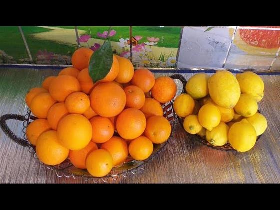 قبل تناولها أو تقطيعها.. الطريقة الصحيحة لغسل البرتقال والليمون
