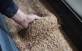 القمح يرتفع في بورصة شيكاغو مع تصاعد اضطرابات موانئ البحر الأسود