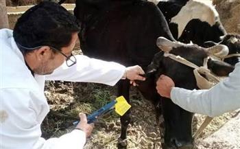 السبت المقبل.. انطلاق أعمال الحملة القومية للتحصين ضد مرض الحمي القلاعية مع وحمى الوادى المتصدع بالأقصر