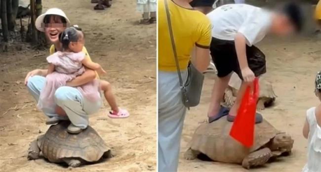 غضب في الصين.. أسرة تجلس فوق ظهر سلحفاة لالتقاط صورة