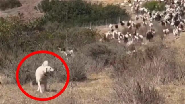 فيديو.. كلب يتحوّل إلى بطل بعد عملية إنقاذ غير متوقعة