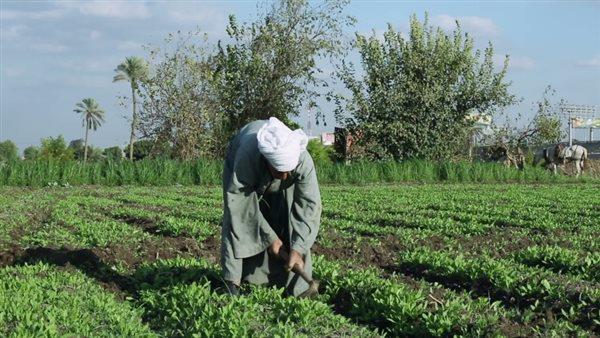 "الزراعة" تستعرض جهودها في دعم المزارعين وتحقيق الأمن الغذائي خلال أسبوع