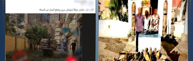 الداخلية تضبط 3 أشخاص لقطع شجرتين وبيع أخشابهما في الغربية