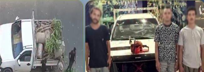 ضبط 4 أشخاص لاتهامهم بتقطيع أشجار وتحميلها على سيارة بالإسكندرية