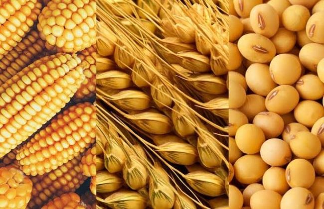 الذرة تسجل أكبر خسارة في 3 أسابيع.. جني الأرباح يضغط على أسعار الحبوب
