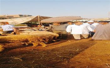 محافظ الجيزة يتابع نتائج الحملة القومية الثانية للتحصين ضد الحمى القلاعية وحمى الوادي المتصدع