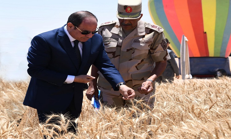 حصاد القمح بشرق العوينات بمشاركة الرئيس السيسي