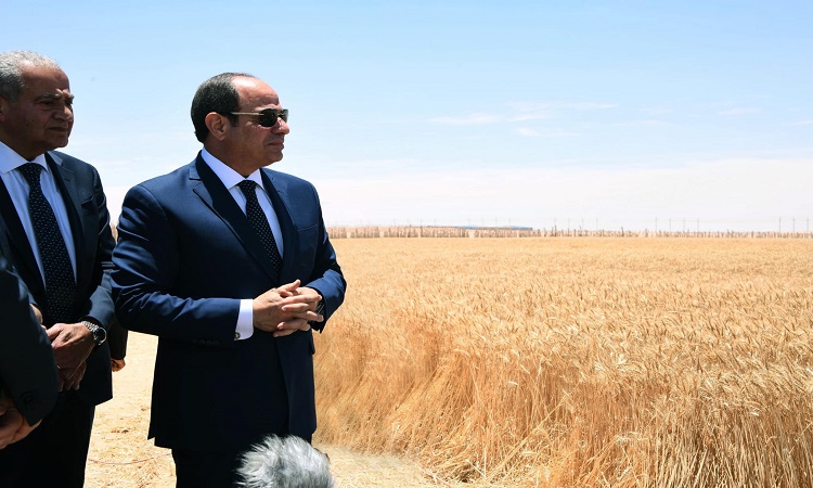 حصاد القمح بشرق العوينات بمشاركة الرئيس السيسي
